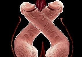 Sluts of Battle - 1.2 18+ Adult game cover